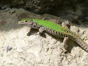 Insel Ischia. Eideckse