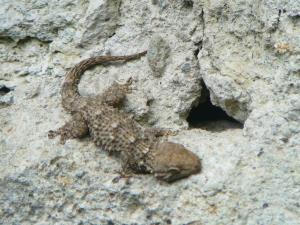 Insel Ischia. Gecko