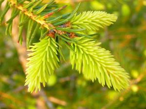 Insel Ischia. Pflanze