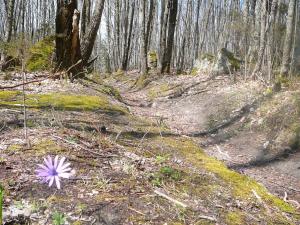 Insel Ischia. Wanderweg