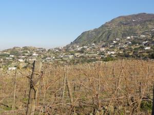 Ischia. Panoramablick