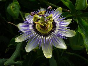 Insel Ischia. Blume