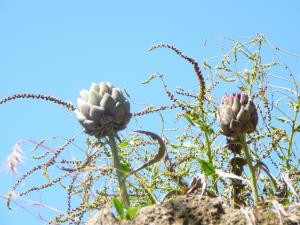 Insel Ischia. Artischoke