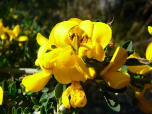 Blümen auf der Insel Ischia