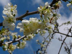 Blümen auf der Insel Ischia