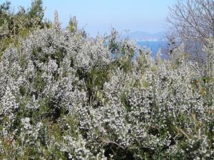 Blüte auf der Insel Ischia. Erika