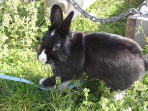 Insel Ischia. Kaninchen