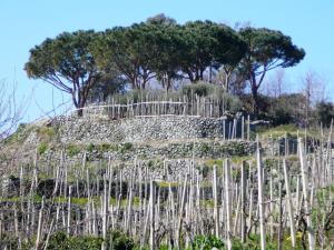 Insel Ischia. Landschaft