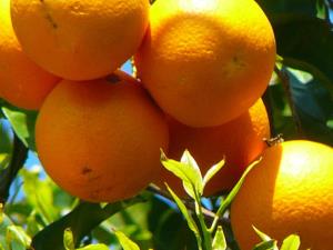 Insel Ischia. Orangen