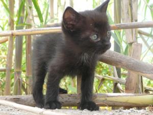 Insel Ischia. Katze